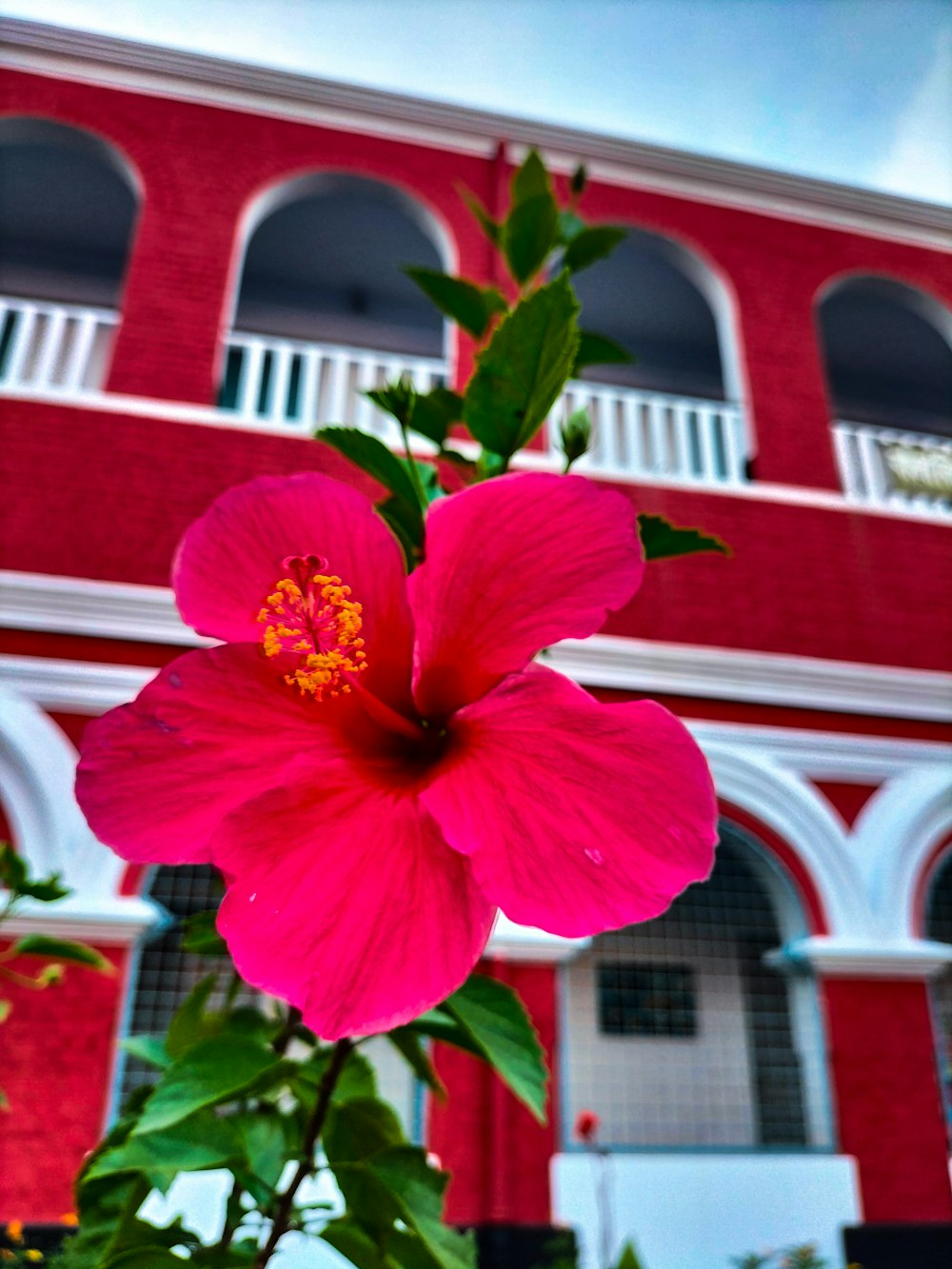 a large pink flower in front of a red building