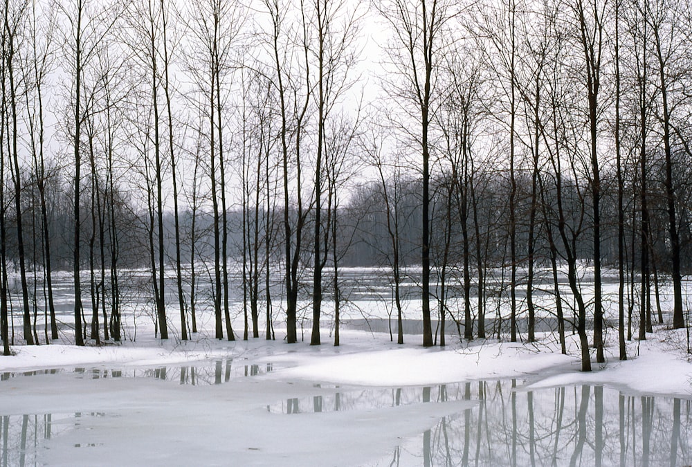 un grupo de árboles que están parados en la nieve