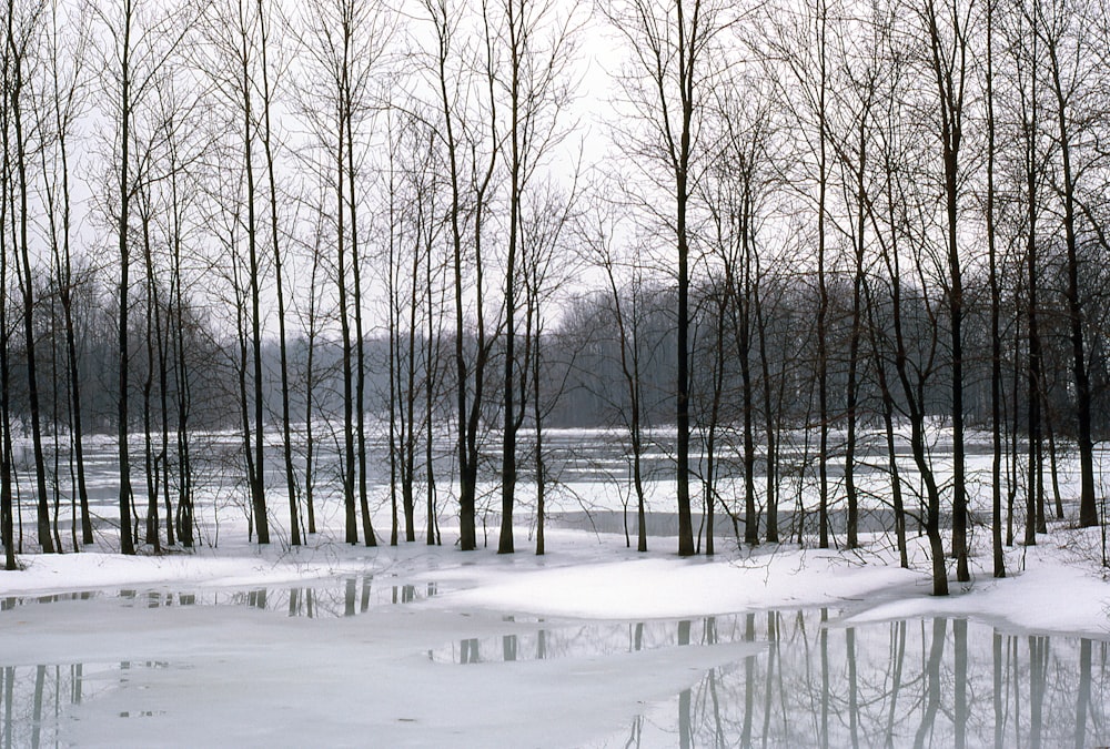 a group of trees that are standing in the snow