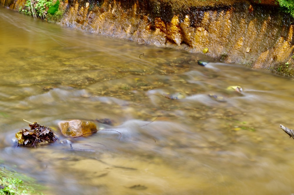 a stream running through a lush green forest