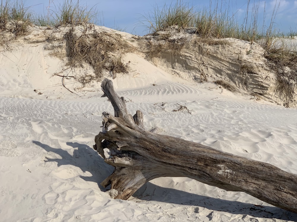 a log on a sandy beach with grass in the background