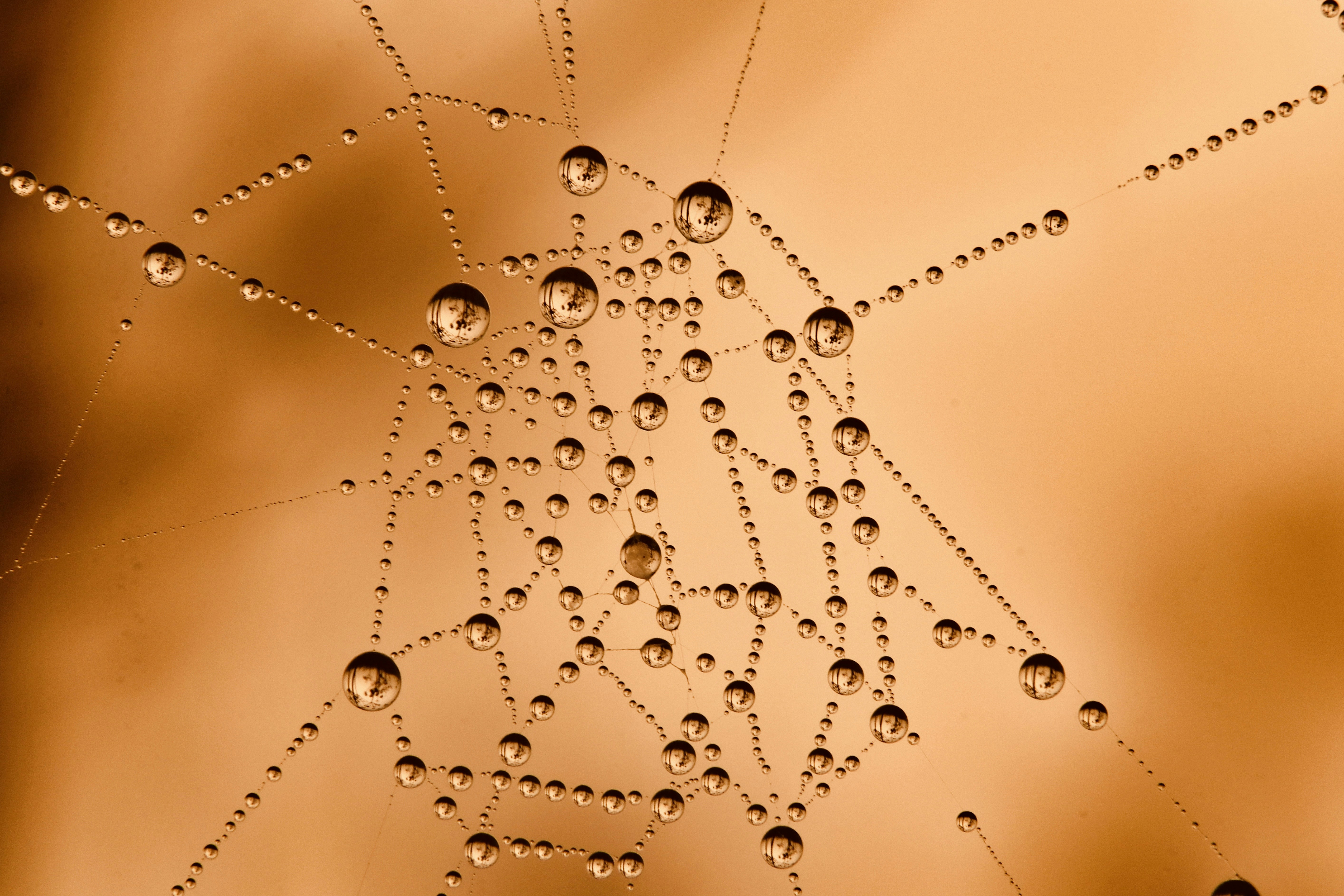 A close-up image of a spider web with dew drops, representing the intricate and trapping nature of the yellow category - connections hint today