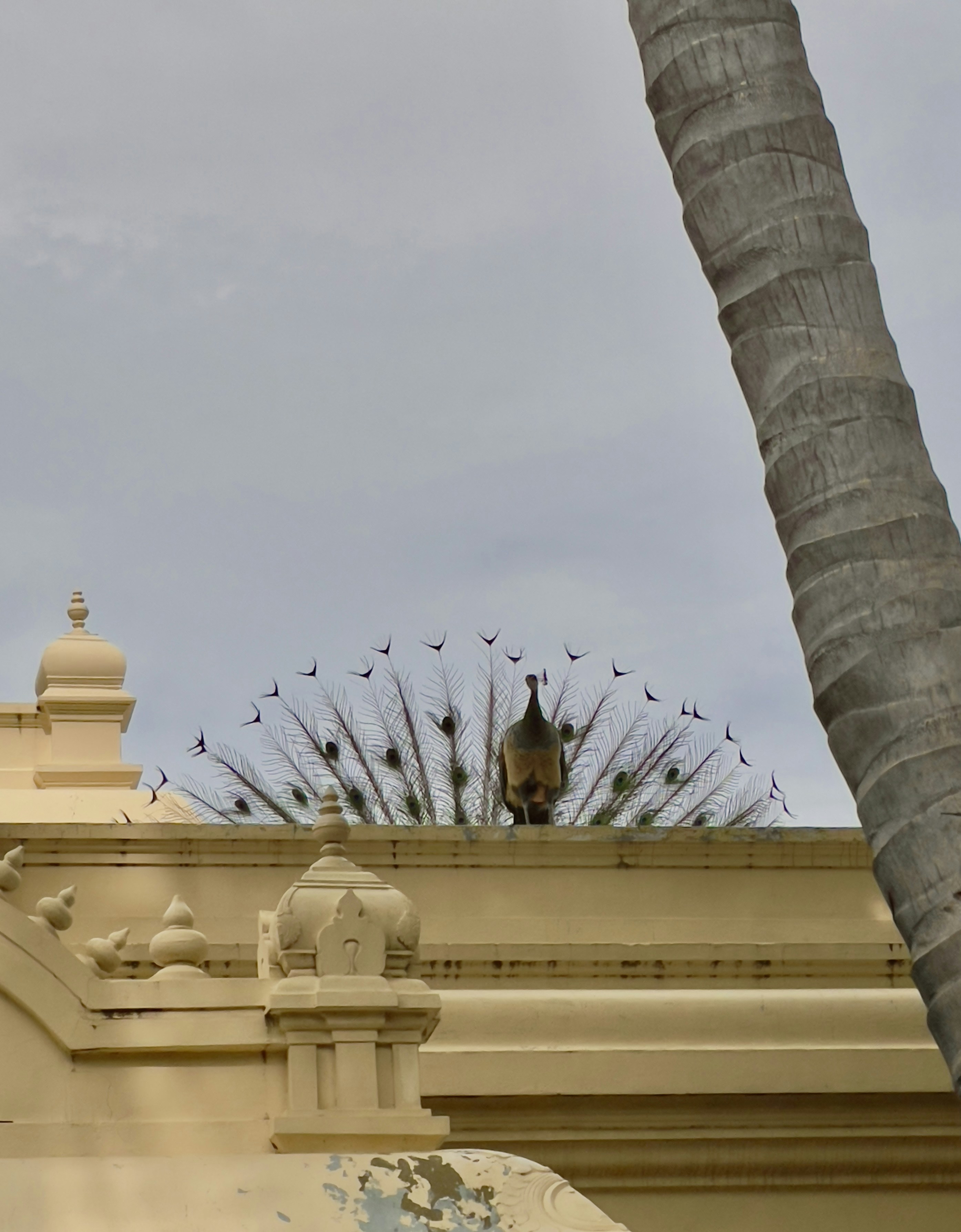 a flock of birds sitting on top of a building