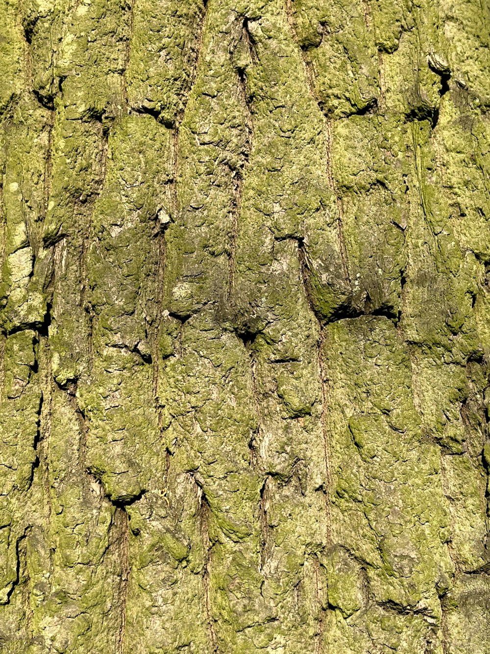 a close up of a tree trunk with moss growing on it