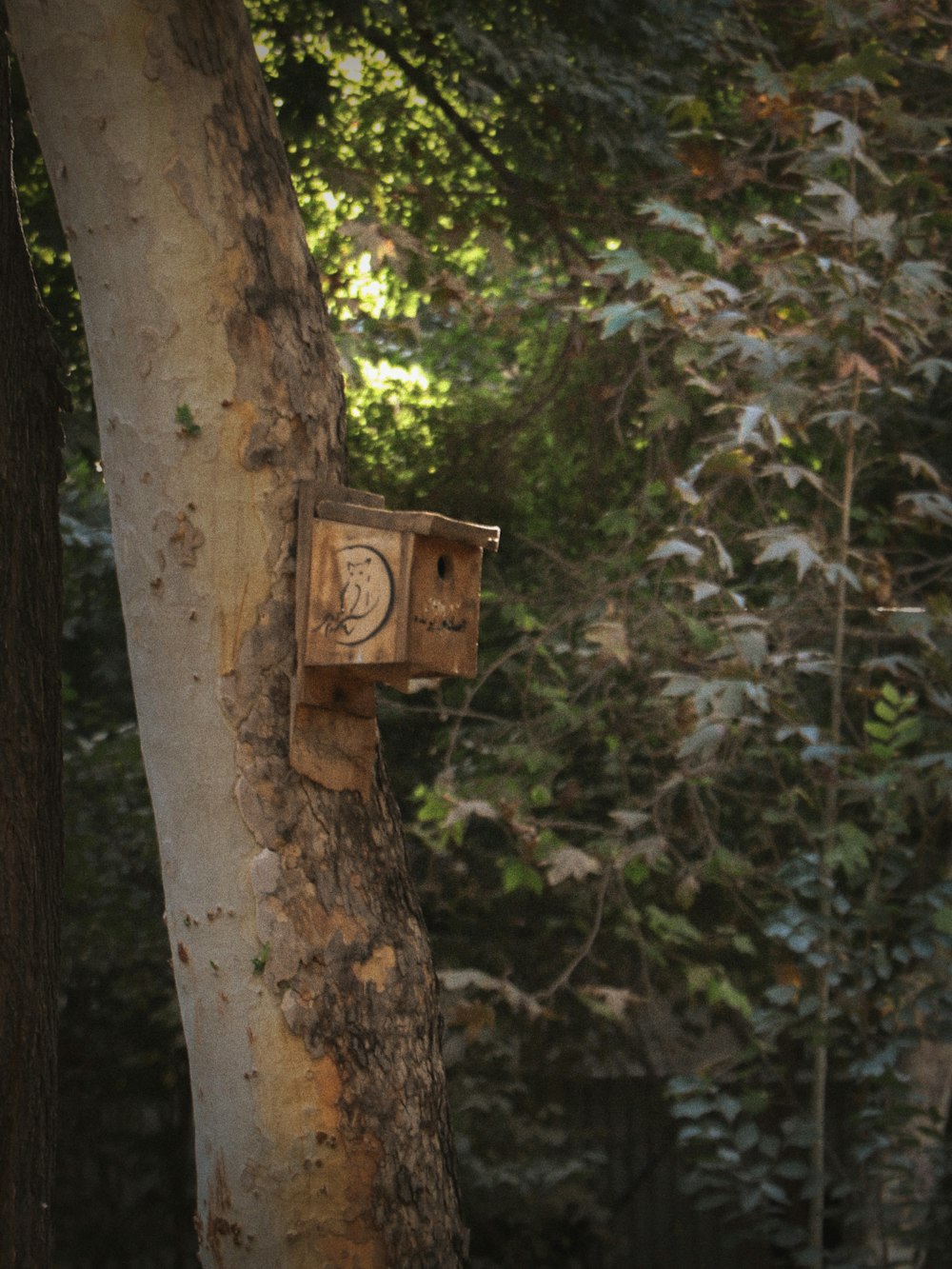 a birdhouse attached to a tree in a forest