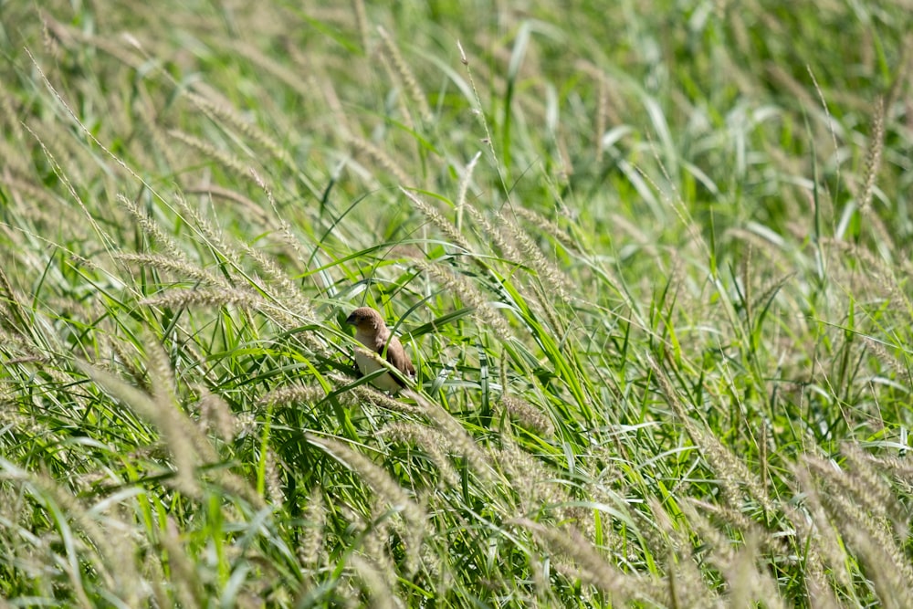 a small bird is sitting in the tall grass