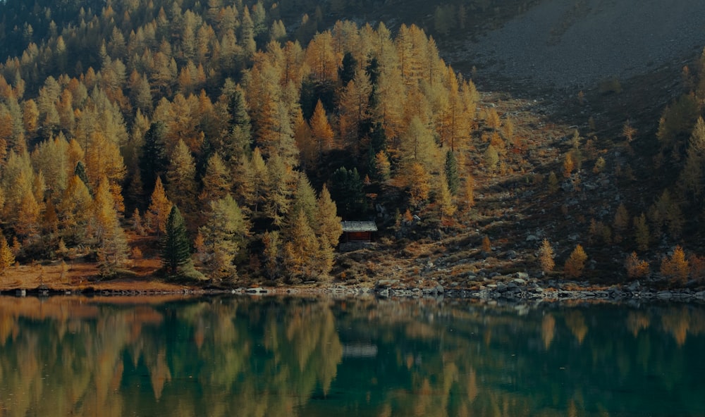 a lake surrounded by a forest filled with lots of trees