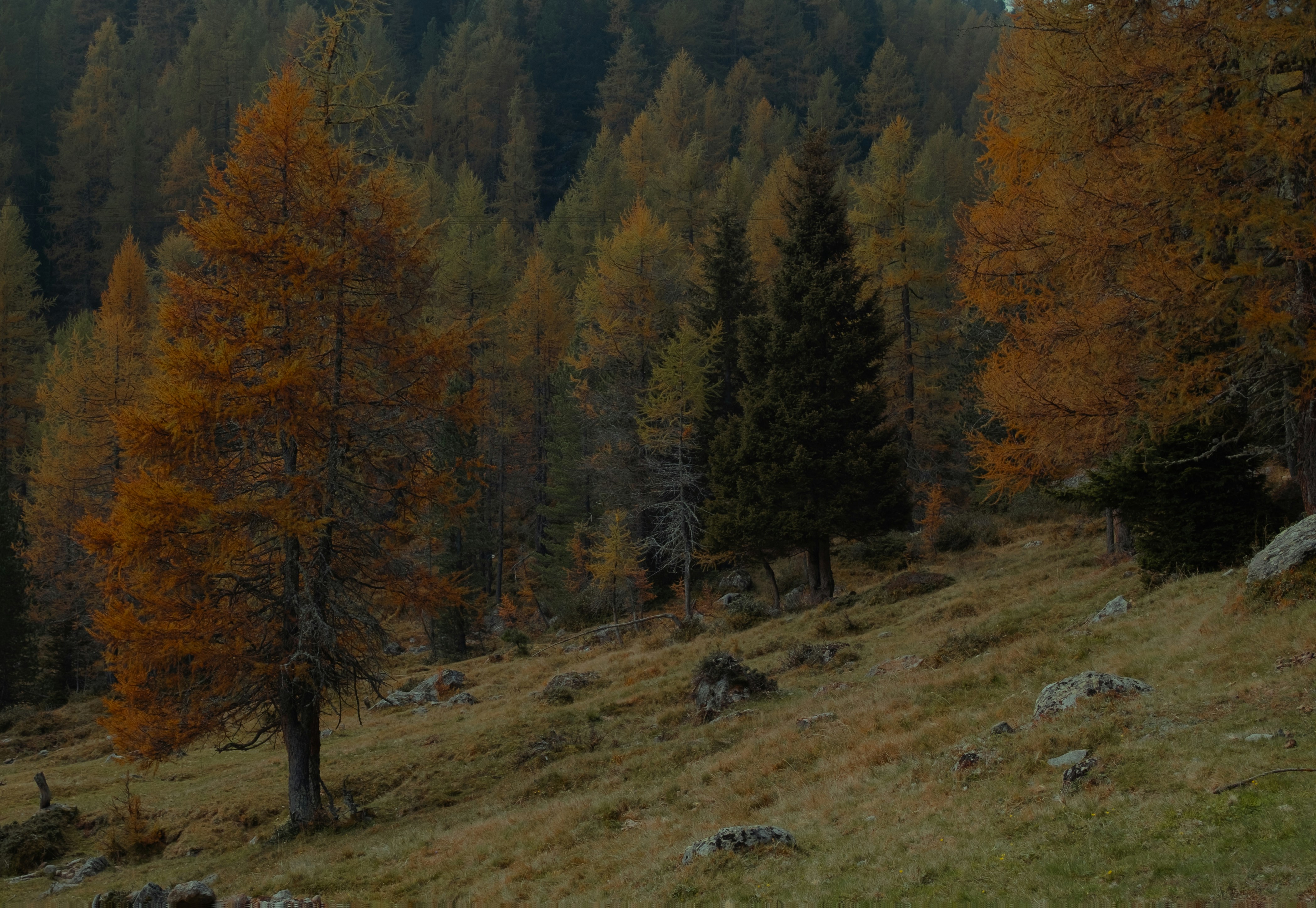un champ herbeux avec des arbres en arrière-plan