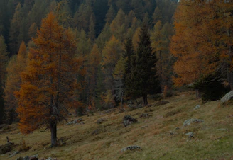 a grassy field with trees in the background