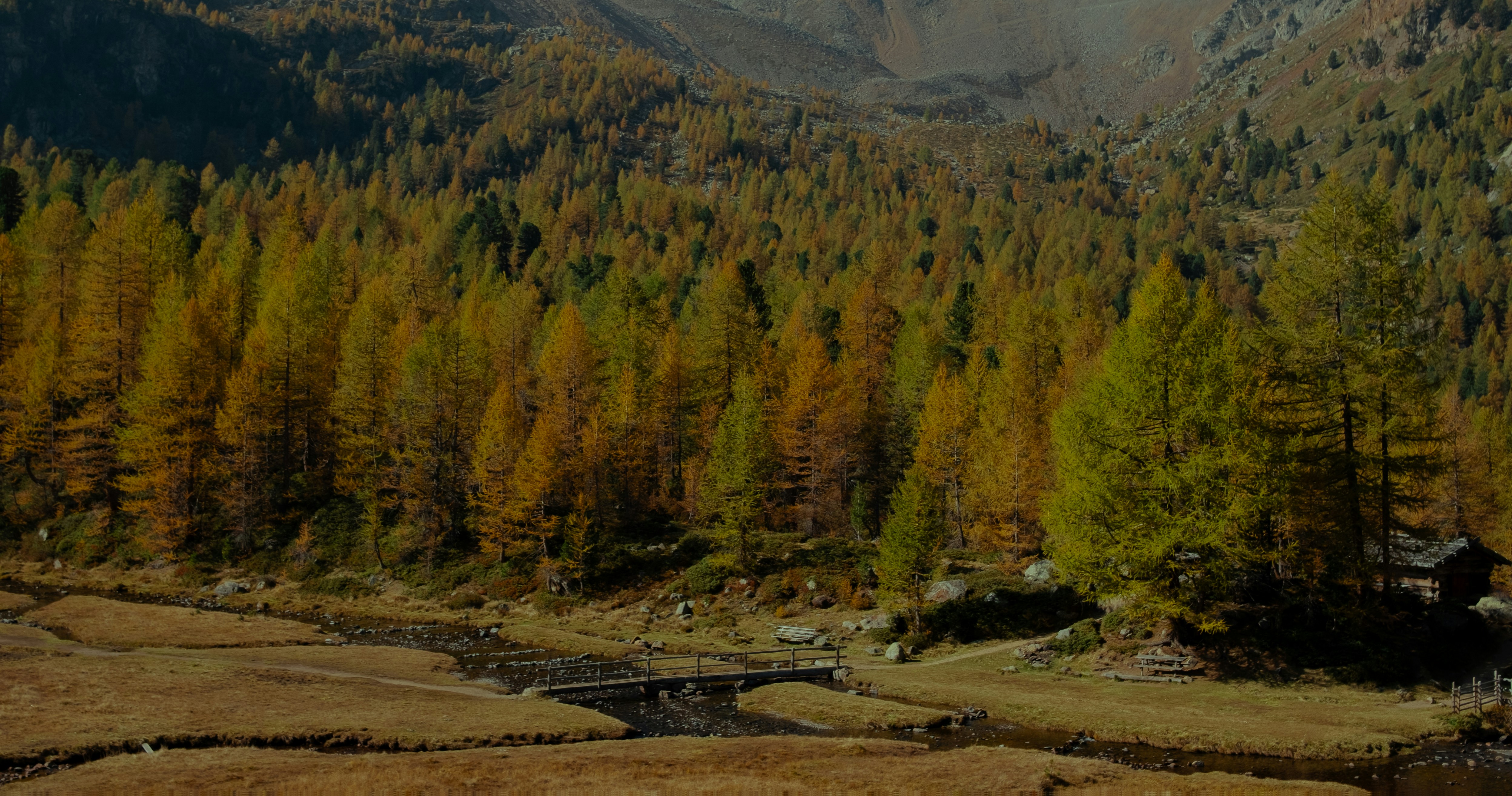 une vue d’une forêt avec un pont au milieu de celle-ci