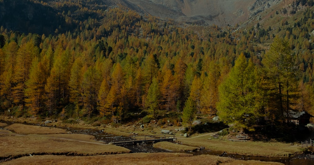 a view of a forest with a bridge in the middle of it