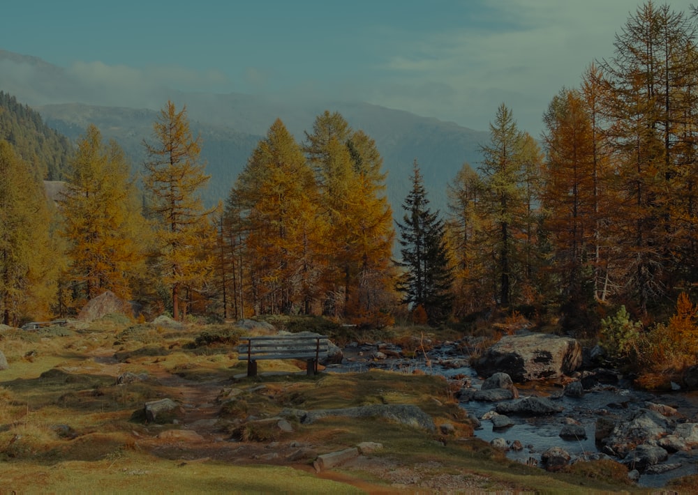 a bench sitting in the middle of a forest