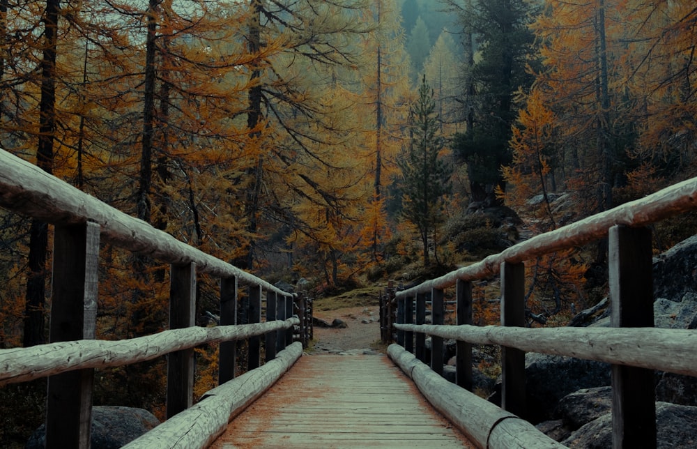 a wooden walkway in the middle of a forest