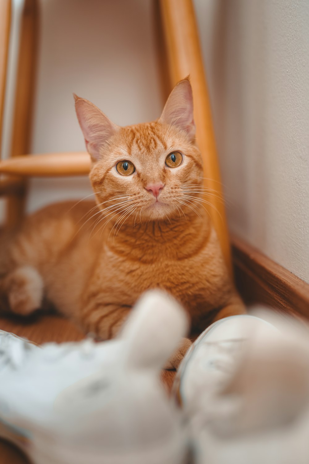 an orange cat sitting on top of a wooden chair