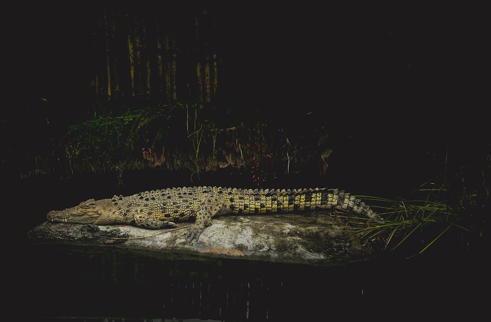 a large alligator laying on top of a body of water