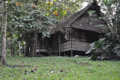 A rustic wooden cabin is nestled in a lush forest setting, surrounded by dense foliage and tall trees. The cabin has a thatched roof and wooden walls, with a small porch at the front. The ground is covered in green grass and scattered leaves, adding to the secluded, natural environment.