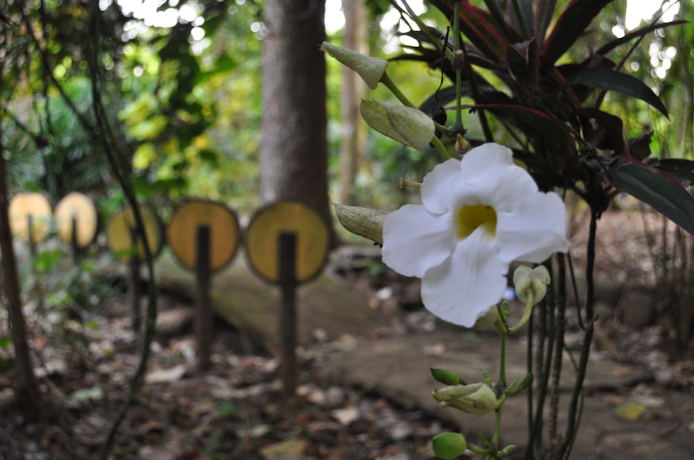 a white flower sitting in front of a sign