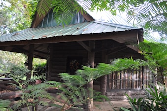 A rustic cabin with a tin roof is nestled among lush ferns and tropical vegetation. The front of the cabin features a large window and a wooden bench, and the roof is weathered but intact.