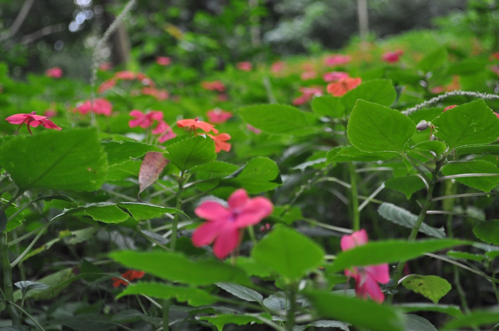 a field full of pink flowers and green leaves