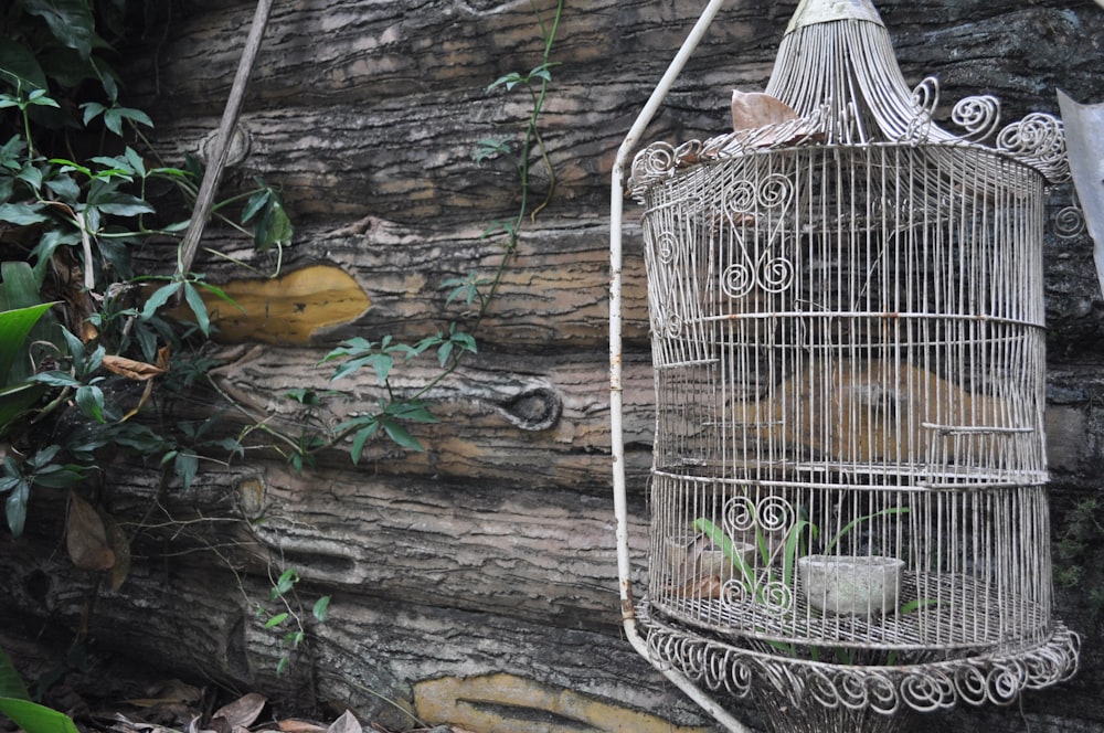 a bird cage hanging from a tree in a forest