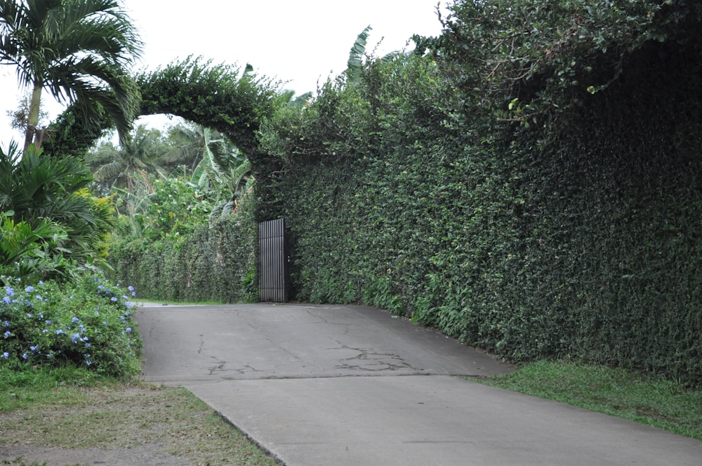 a road with a gate and bushes on both sides of it