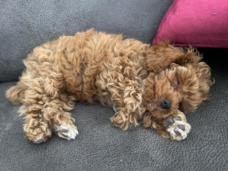 A close-up of a curly-haired doodle puppy napping peacefully on a cozy blanket indoors.