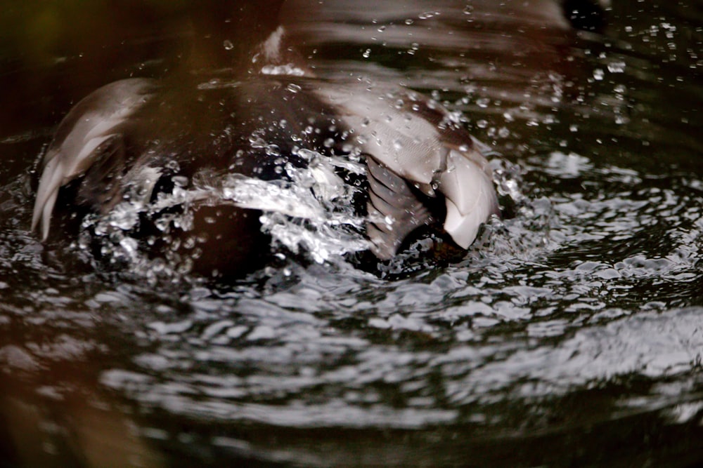 a close up of a duck in a body of water