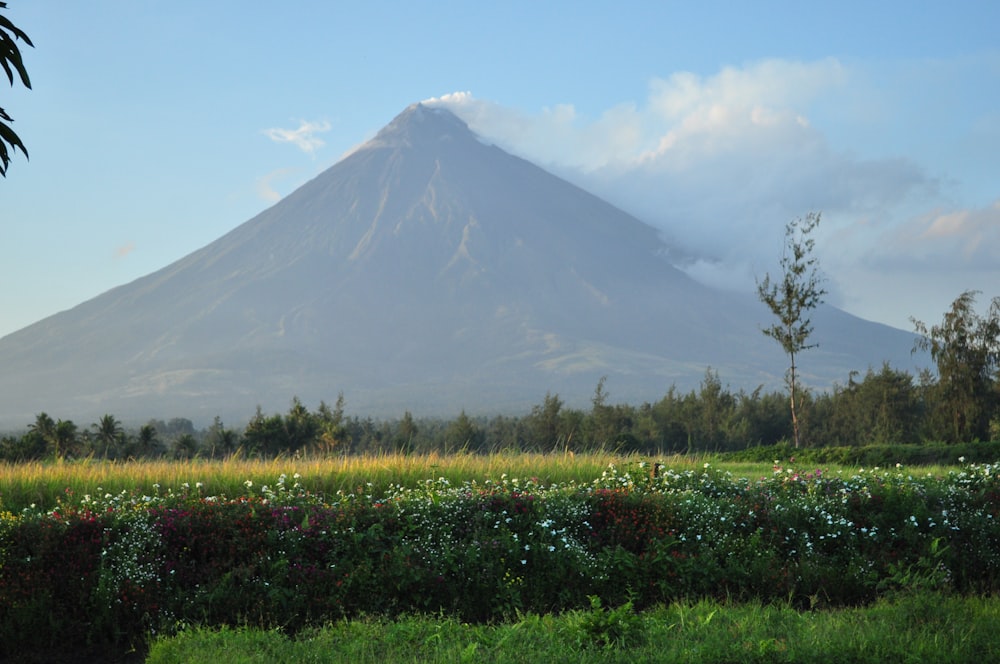 a mountain in the distance with a field of flowers in front of it