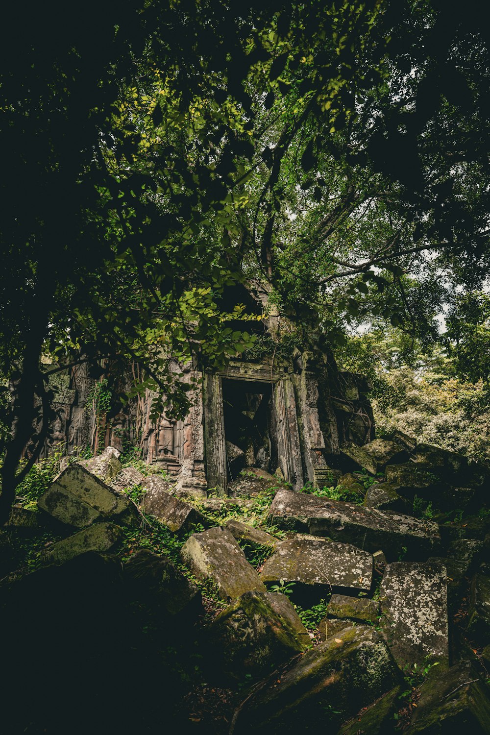 a tree grows over the ruins of a building