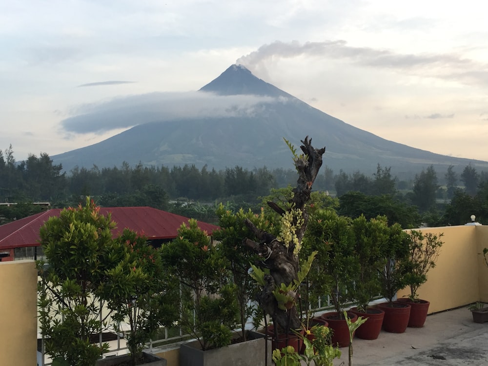 a view of a mountain in the distance with trees in the foreground