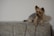 A small Yorkshire Terrier dog is perched on the back of a couch, looking curiously to the side. The dog has a trimmed coat, with fluffy ears and a longer tail. The couch has a marbled pattern with vertical stitching, and the wall behind is a neutral beige color.