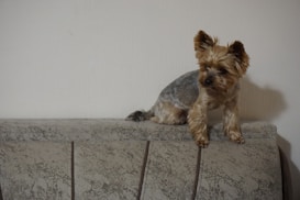 A small Yorkshire Terrier dog is perched on the back of a couch, looking curiously to the side. The dog has a trimmed coat, with fluffy ears and a longer tail. The couch has a marbled pattern with vertical stitching, and the wall behind is a neutral beige color.