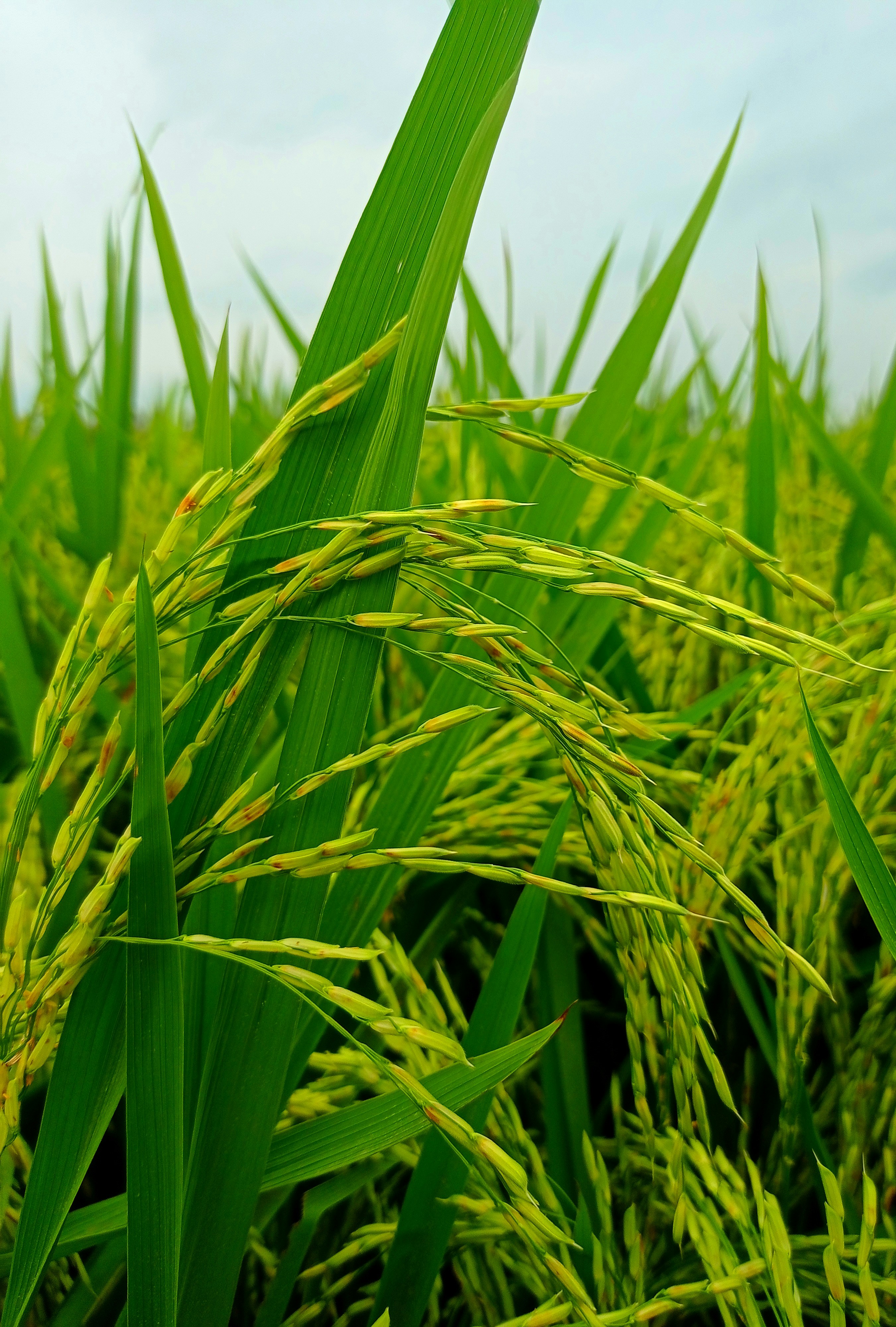 Photo by ahmadattari192