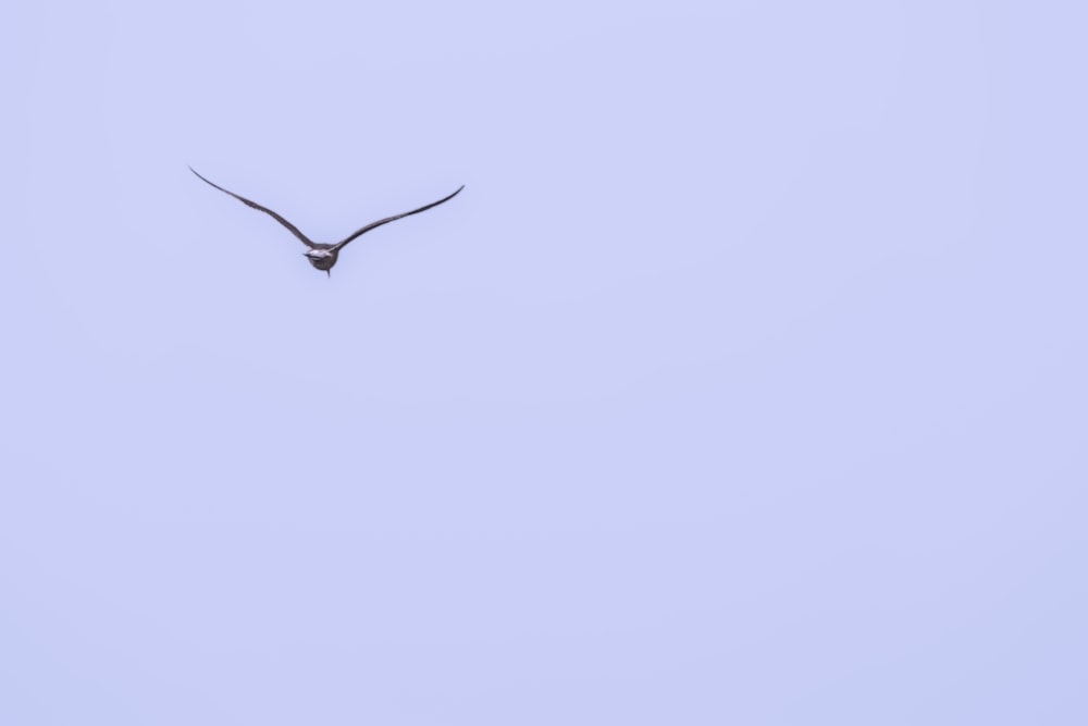 a large bird flying through a blue sky