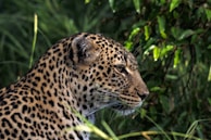 A leopard gazes intently to the right, its spotted fur blending with the surrounding lush green foliage. The piercing eyes and focused expression suggest alertness or interest. The natural setting hints at a forest or jungle habitat.