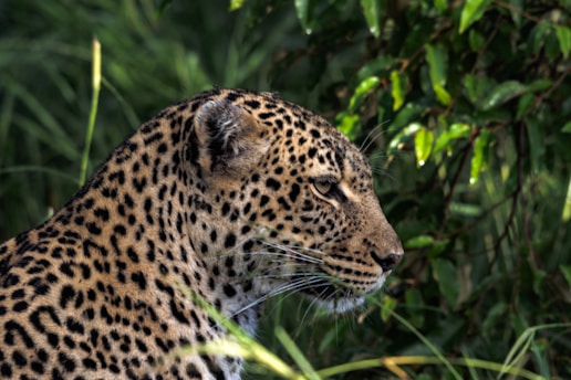 A leopard gazes intently to the right, its spotted fur blending with the surrounding lush green foliage. The piercing eyes and focused expression suggest alertness or interest. The natural setting hints at a forest or jungle habitat.