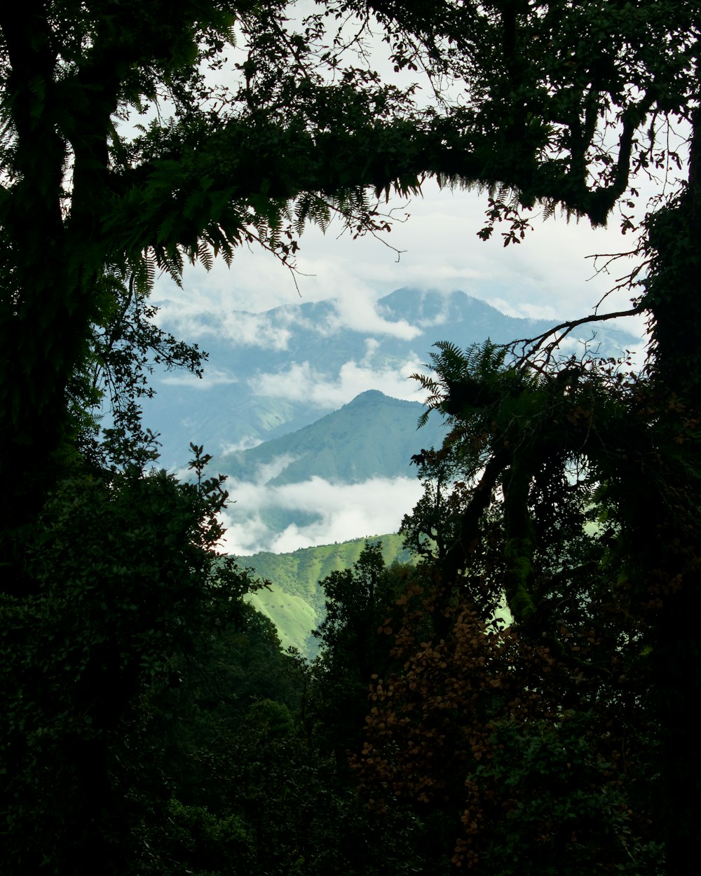 Una vista di una montagna attraverso gli alberi