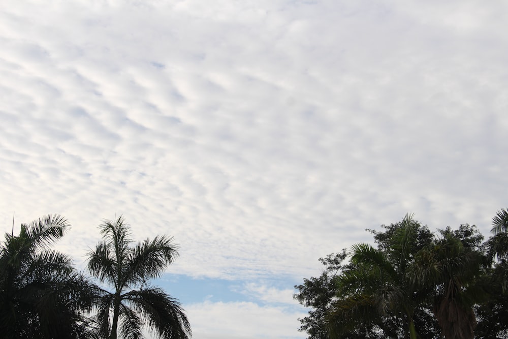 a group of palm trees under a cloudy sky