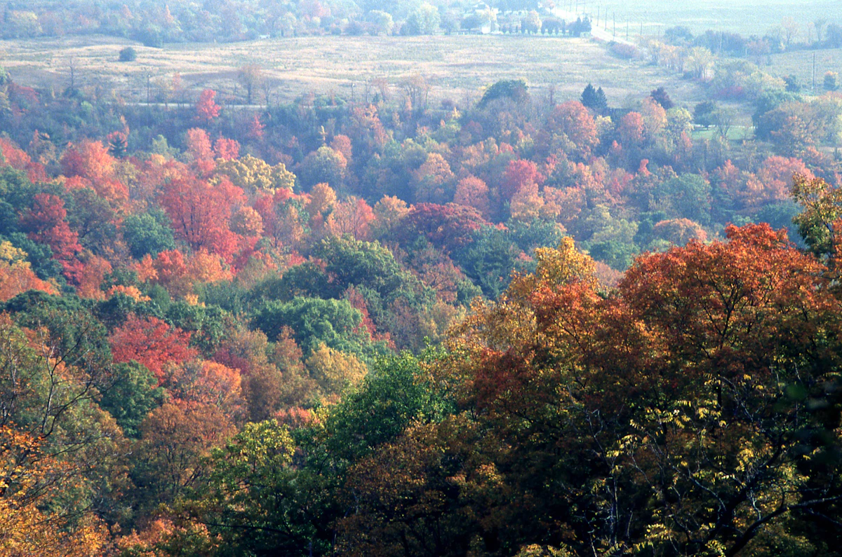 Autumn forest in light fog in the Dundas Valley, with farm fields beyond