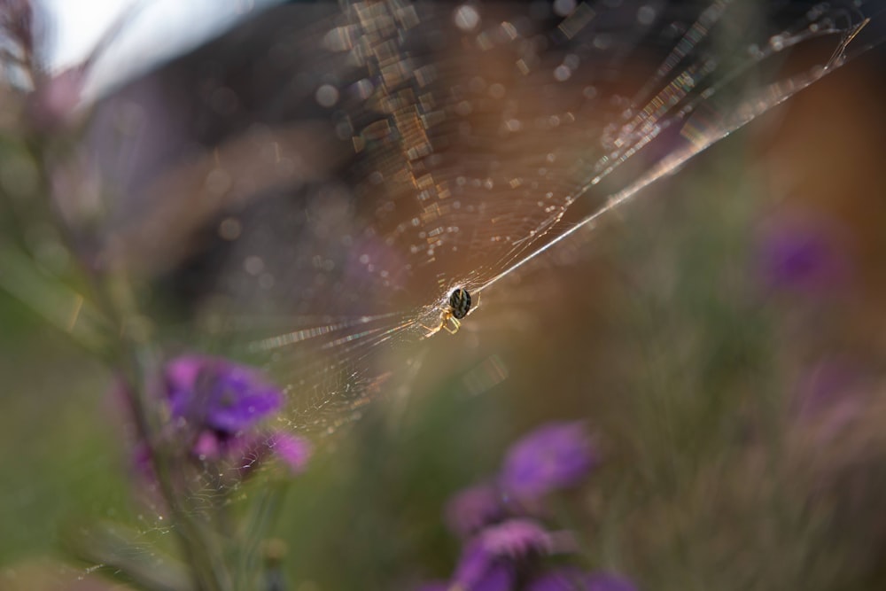 a spider sits on its web in a field of purple flowers
