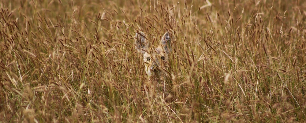 a small deer hiding in the tall grass