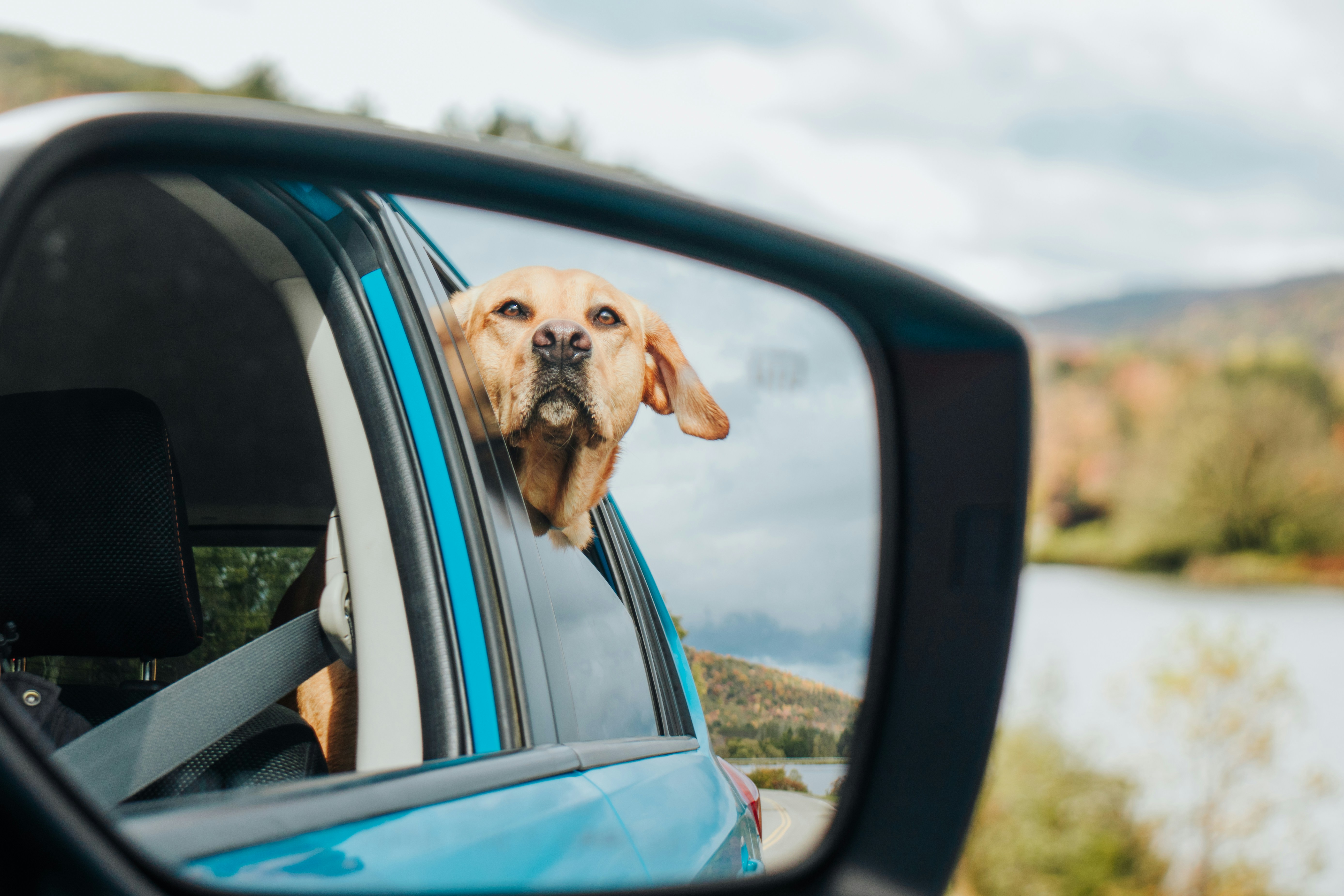 Dog looking out car window during travel with excitement