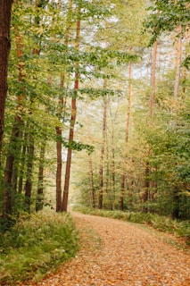 a dirt road surrounded by trees and leaves