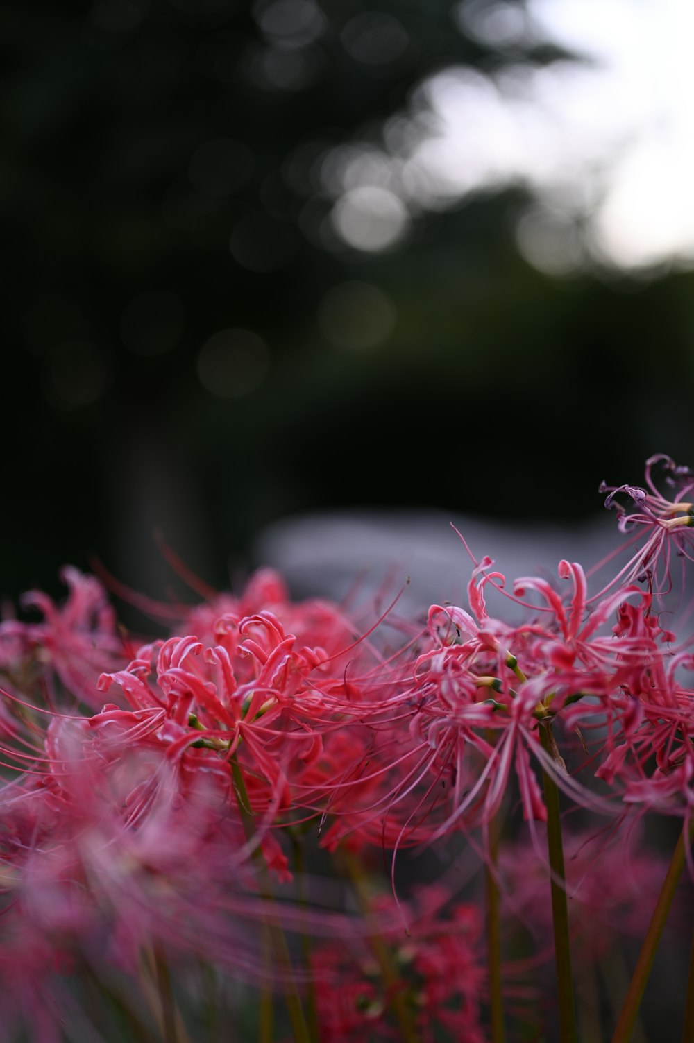 a close up of a bunch of pink flowers