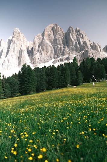 a grassy field with yellow flowers and a mountain in the background
