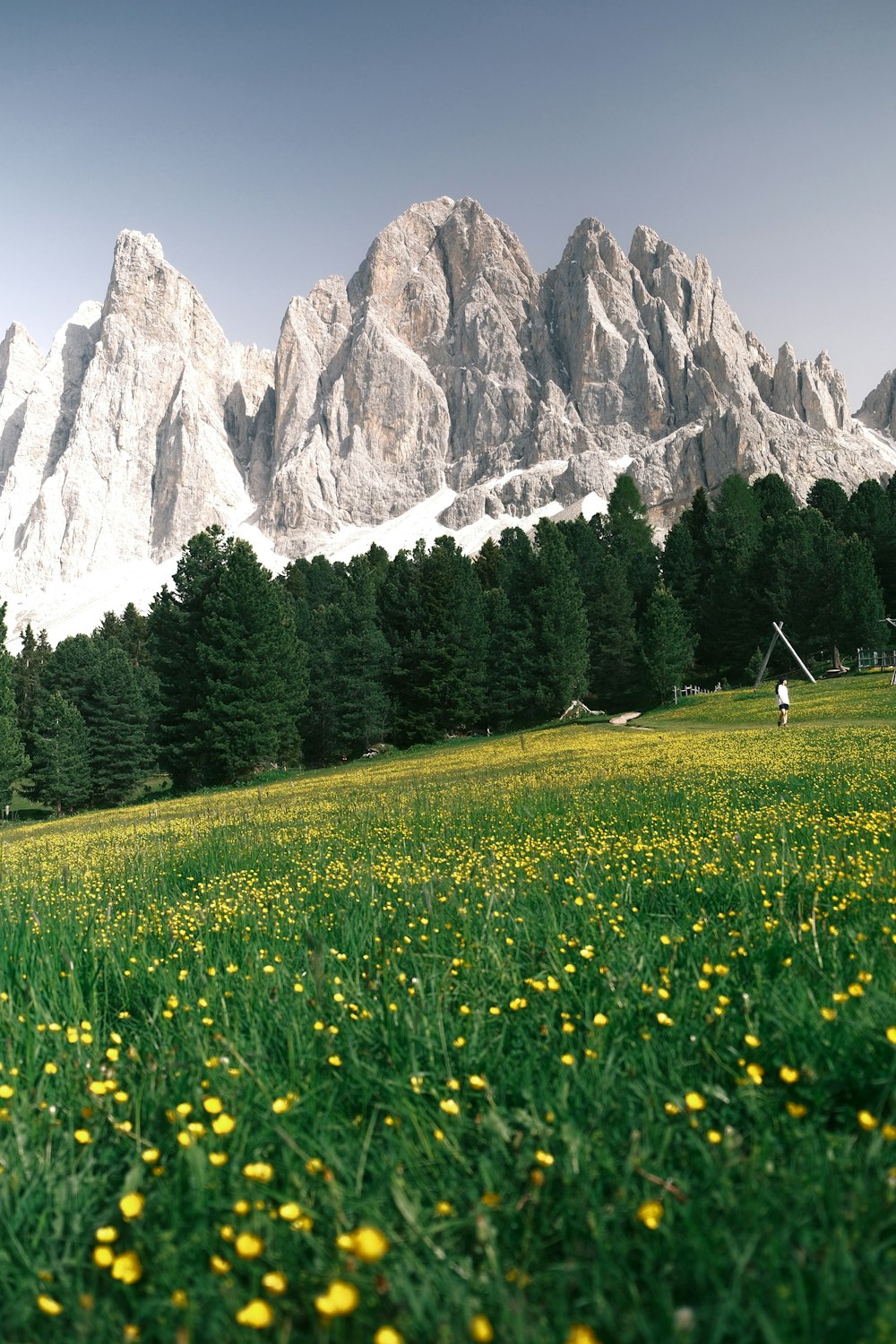 a grassy field with yellow flowers and a mountain in the background