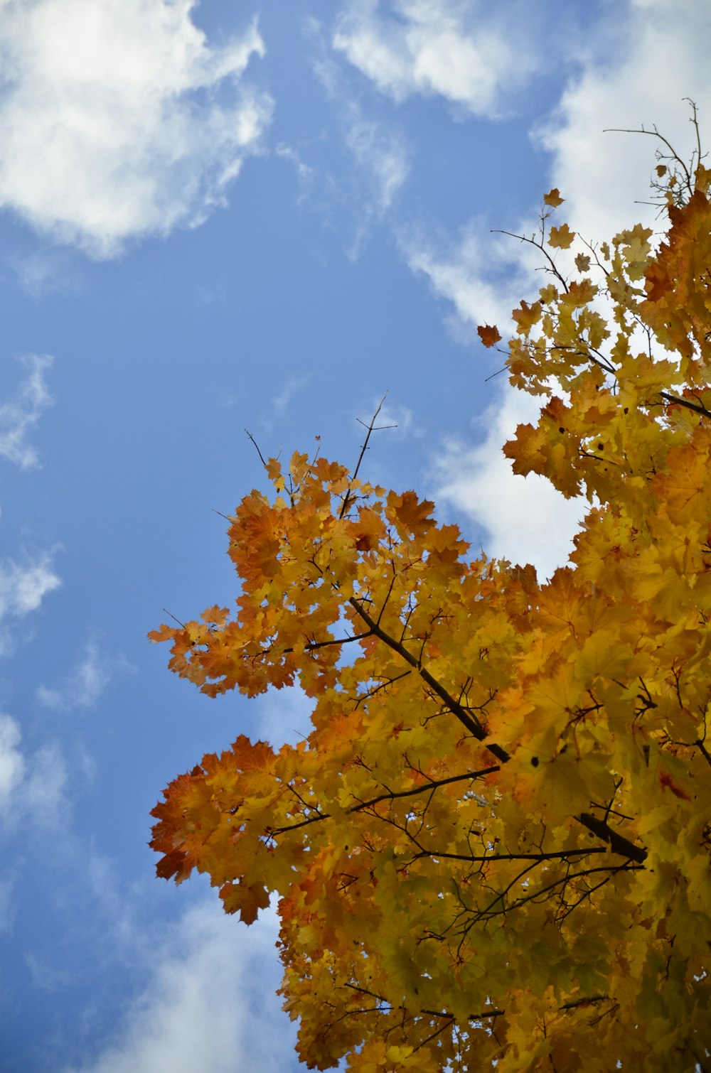 a tree with yellow leaves and blue sky in the background
