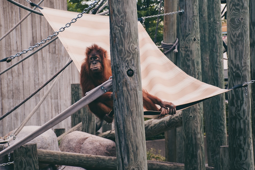 an oranguel hanging from a rope in a zoo enclosure