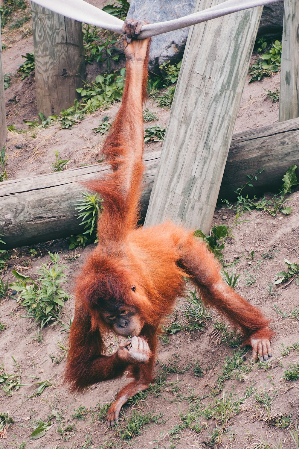 an oranguel hanging upside down on a rope