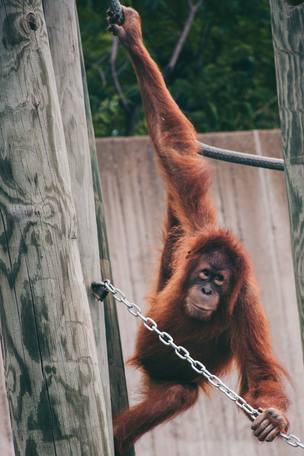 an oranguel hanging from a chain in a zoo enclosure